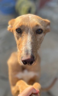 Podenco Canario - This lovely Podenca is looking a forever home  available for adoption in Madrid