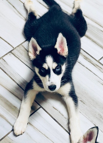 Siberian Husky – Layla