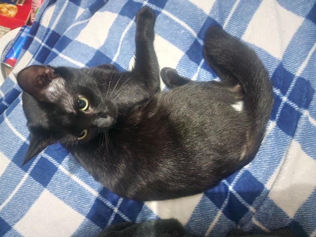 American Bobtail – female black cat