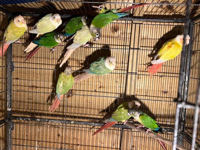 Conure – Conures – Richmond
