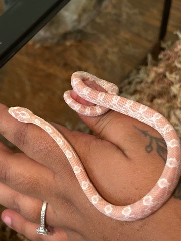 corn snake