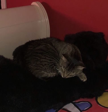 Shy and sweet cat! Looking for a new home