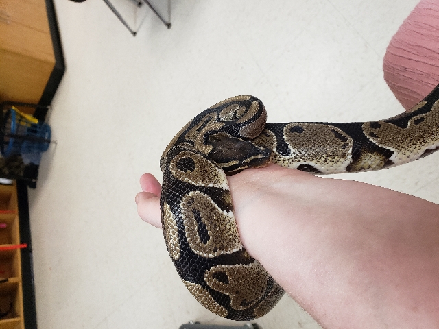 ball python with habitat
