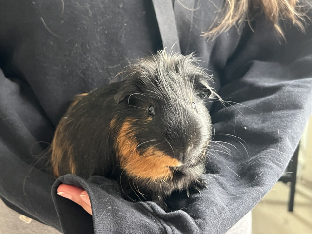 🐹💛 Guinea pigs for adoption (2 males) – cage included 💛🐹