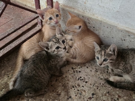 4 kittens for Rehome – Chennai
