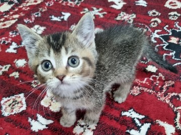 Image of British Shorthair