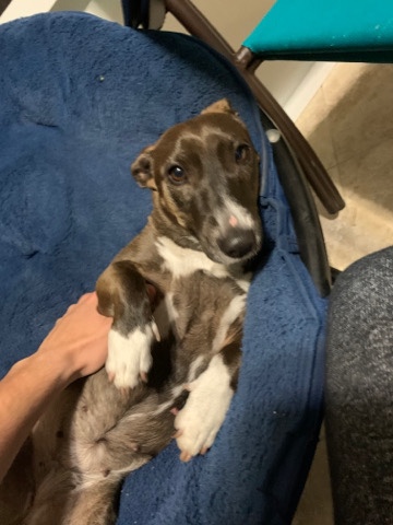 Bull Terrier – looking to rehome sushi