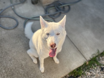 Siberian Husky – Coco re-home – Columbus