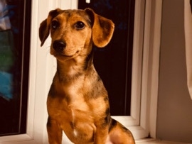 Dachshund – Poppy – London