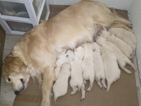 Buy Golden Retriever golden retriever puppies in Miami