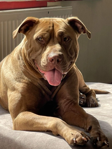 American Staffordshire Terrier – gorgeous female cross breed dog