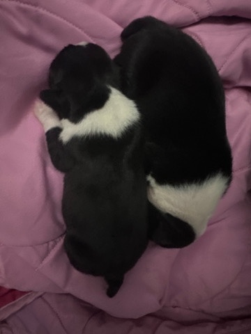 Boston Terrier – Boston Terrier for sale
