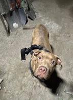 American Pit Bull Terrier – red nose pitbull