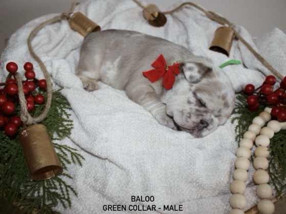 French Bulldog – AKC French Bulldog Puppies – American Fork