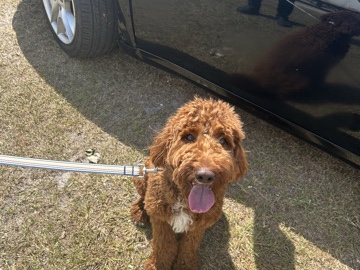 Goldendoodle – Friendly 2-Year-Old Goldendoodle for Sale – Moody AFB – Moody Afb