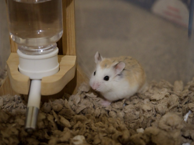 Hamster – Hamster Rehome – Houston
