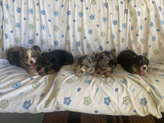 Miniature Australian Shepherd – Mini Australian Shepard Pups