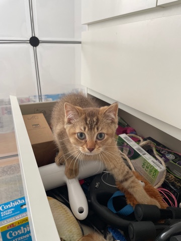 British Shorthair – BKH Kitten