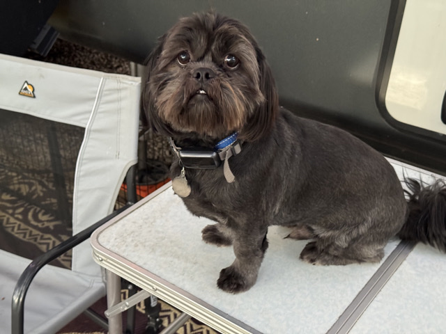 Shih Tzu – Two Young Shih Tzus For Sale – New Braunfels