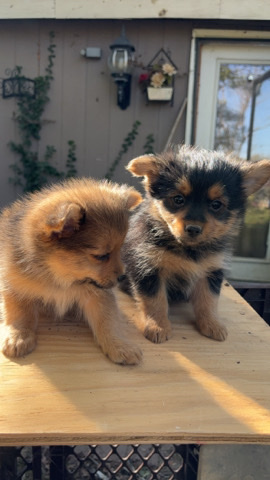 Yorkshire Terrier – Yorky, Chihuahua puppies for sale