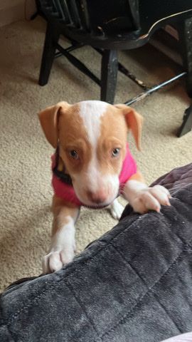 American Pit Bull Terrier – Bella Lilly
