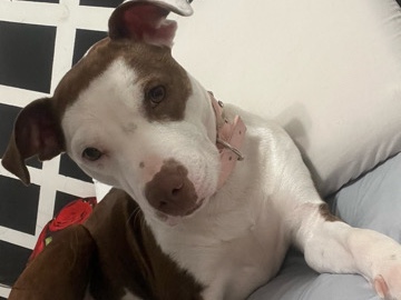 American Pit Bull Terrier – dog for sell – Nashville