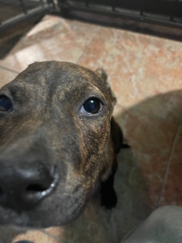 American Pit Bull Terrier – Pitbull for sale