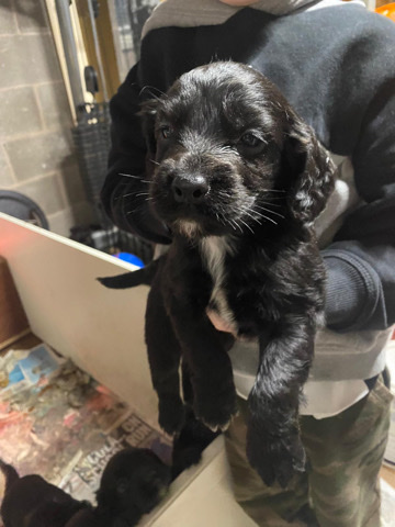 English Cocker Spaniel – Cocker🥰Spaniel🥰Litter