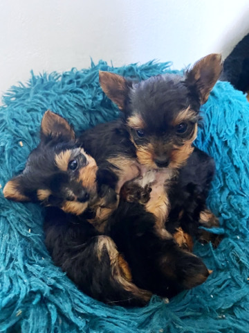 Yorkshire Terrier – Miniature Yorkshire Terrier puppies