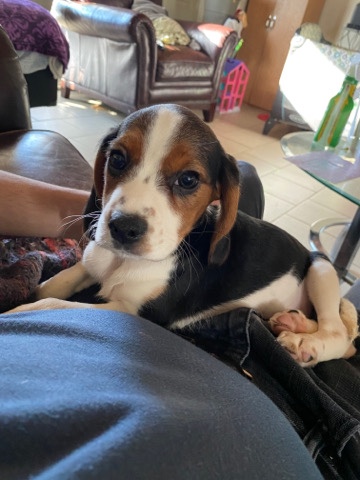 Beagle – Cavalier Beagle Mix