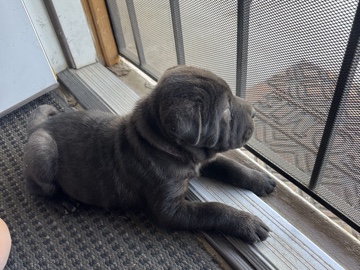 Shar pei