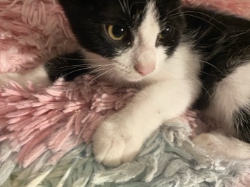 Manx – black and white kittys – Colton