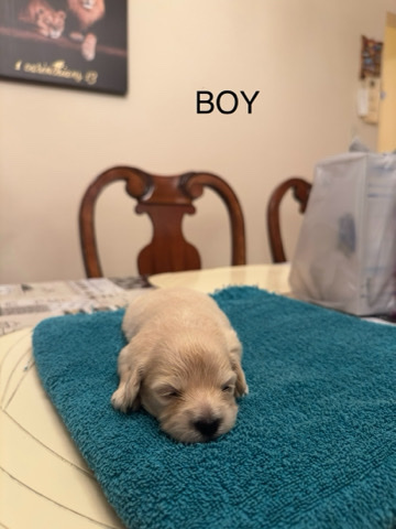 Maltese – max