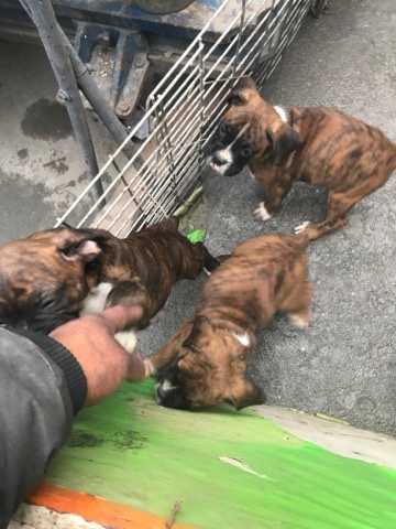 Boxer – boxer pups