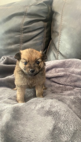 Pomeranian – Pomeranian