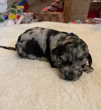 Poodle – Sweet Goldendoodles