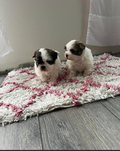 Dogs for sale, one female and one male