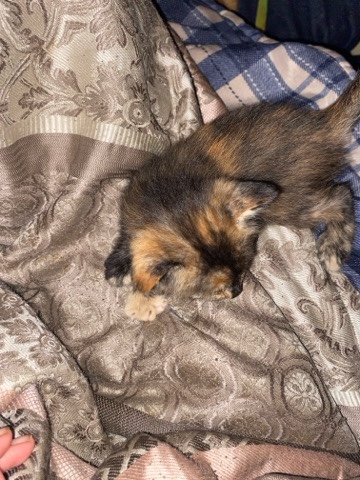 Maine Coon – sell