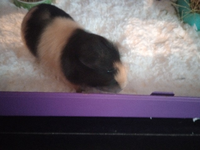 female Guinea pig 