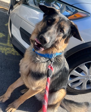 German Shepherd – German Shepard Rehome