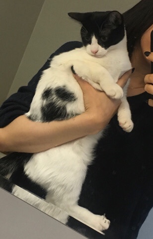American Shorthair – American short hair (female)