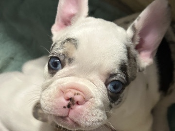 French Bulldog – looking for forever home