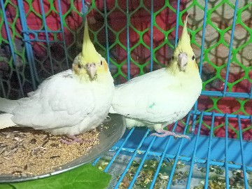 Cockatiel bird pair
