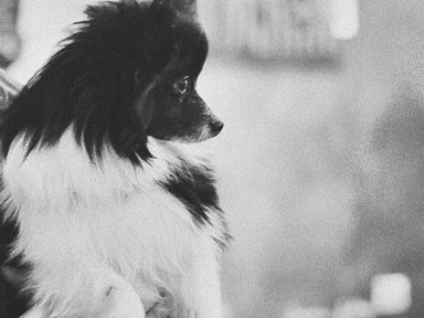 Pomeranian – AKC DNA Tested Pomeranian Black Parti Dainty male – Columbus