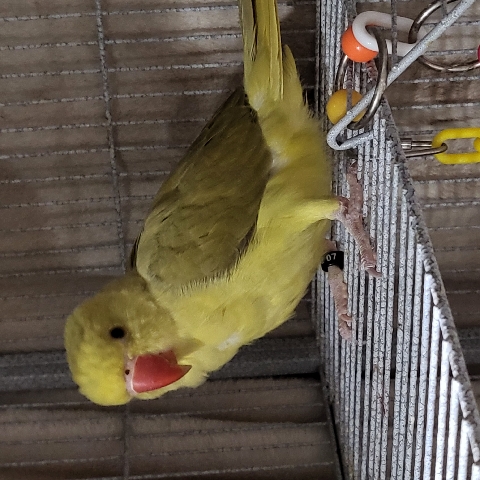 Indian Ringneck Parakeet – Indian Ringneck