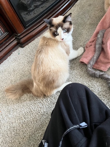 Ragdoll – ragdoll cat