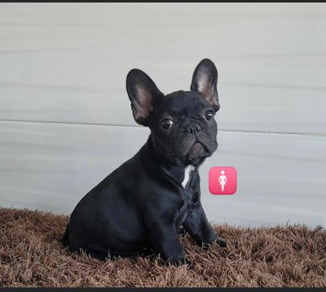 French Bulldog – beautiful 🐶