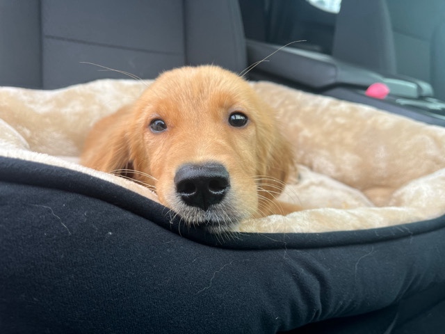 Golden Retriever – golden retriever puppy