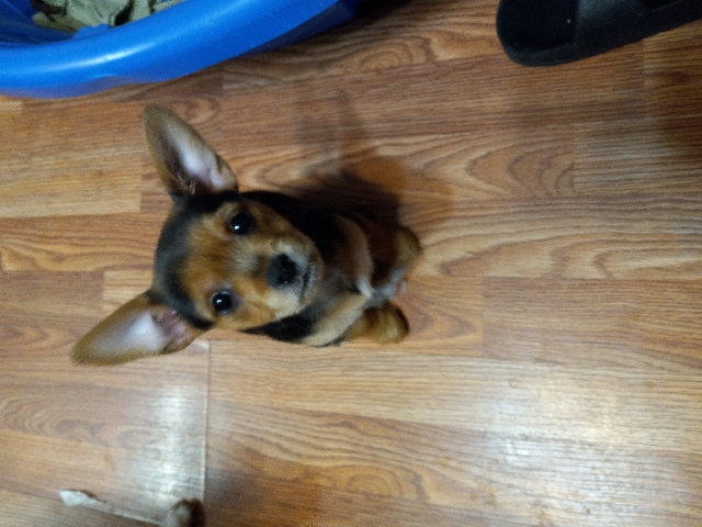Chihuahua – Chorkies