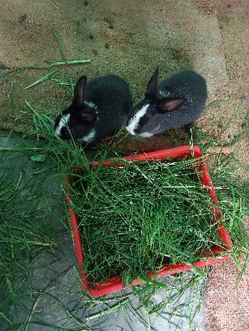 rabbit 🐇